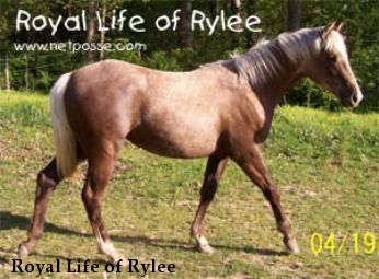 Royal Life of Rylee